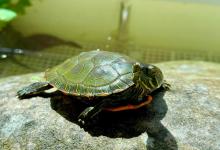 你敢认识这些“龟中异形”吗？第六种简直杀马特转世