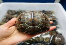 养龟第一课！竟然不是学攻略，而是修炼你的“耐受力”！资深龟友的生存法则