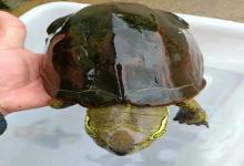 危机四伏的秋季来了，养龟这些救命细节千万别错过