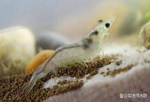 立秋之后虾塘用什么菌来调水稳水？立秋后虾塘该怎么调水？速看