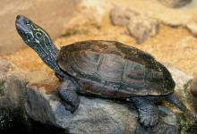 若是乌龟这五大习性你还不知道，龟就太可怜了