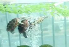 龟的安全混养后，得有多快乐？打造和谐龟缸，快乐翻倍指南来了