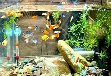 鱼缸水发混发白怎么办？鱼缸发白浑浊怎么快速处理？三步恢复清澈