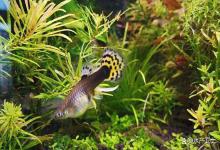 鱼缸亚硝酸盐超标水很腥怎么办？鱼缸亚硝酸盐高怎么降到正常范围？