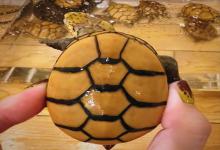 想养出完美发色蛋龟？这份全网最全蛋龟发色环境指南请收好