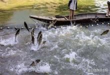 改底后鱼口变差什么原因？改底后鱼不开口了怎么办？这些要清楚！