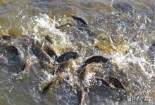 鱼塘亚盐高怎样肥水培藻最好最快？亚盐严重超标怎么肥水培藻？