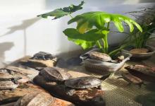 别再头疼了！龟缸水一天就臭？五大元凶 终极解决方案来了！你有不可推卸的责任