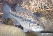 秋季鲈鱼天天用中药保肝，为什么还容易白肝？哪个环节出问题？