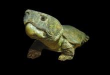 家里没龟粮？别慌！这6种家常人类食物，龟宝也爱吃