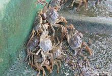 螃蟹塘氨氮亚硝酸盐高怎么解决？螃蟹塘亚硝酸盐偏高怎么处理？