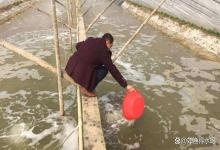 小棚虾塘亚硝酸盐高怎么处理？小棚虾后期出现亚盐高怎么办？速查