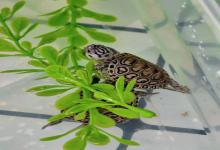 秋养龟苗生死局！喂错一顿毁肠胃，冷水过冬攻略