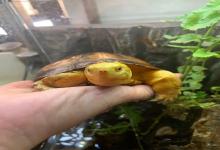 养龟人必看！龟龟悄悄对你说的10句心里话，看到第5条破防了……