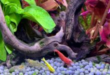 观赏鱼缸有鱼腥味怎么办？鱼缸放客厅鱼腥味太重怎么办？3天消除