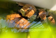 养龟秘诀大公开！初入龟坑首选这种环境，成活率高还省心