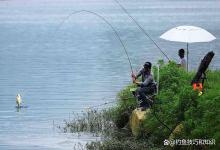 野生大鱼吃饵的4个特点