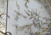 虾塘水瘦如何快速肥水？虾塘怎么肥水虾才长得快？养虾高手都在用