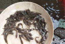 今年苗子白露瘟怎么办？苗种如何躲避白露瘟？苗种躲避攻略在此