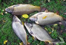 仲秋时最好钓的4种野生淡水鱼