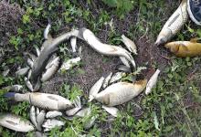 老钓友打死不外传的秋季钓鲫秘诀！做好这几点，大鲫鱼连竿上