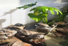 秋季养龟！3招让爱龟安稳度秋，第2点太多人做错