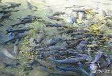 九月鱼塘如何管理？加料还是减料？新手必看！这 4 点搞错会亏大