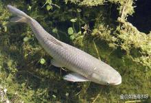 鱼塘翻塘后如何挽救？鱼塘翻塘怎么处理最有效？及时操作能止损！