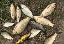 秋钓黄金季：三大绝佳天气，不打窝也能连竿爆护！