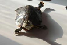 谁说乌龟没弱点？乌龟的这些“致命弱点”，咱们养龟人得注意