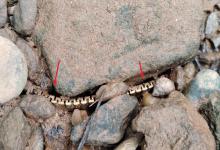 不敢捡？四川男子河边发现金表，疑值数十万！吓得报警！网友：一看就不是真黄金！