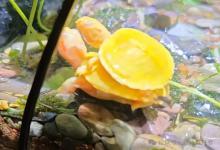 百元颜值龟王争霸！百元内也能养出高级感？这7种龟性价比炸裂，最后一种今年价格跌到谷底