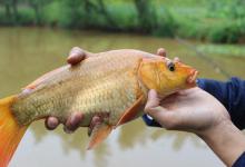 秋钓鲫鱼有妙招！掌握三个冷知识，轻松钓获几斤鲫鱼