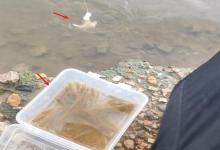 不识货？广东老哥钓趴地虎被嫌，网友：你不懂这道下酒菜的含金量！