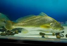 一口一块金条！中国最贵的5种鱼，最后一种有钱也吃不到！