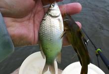 新手钓友饵料别瞎带！老司机一次说清楚，照着准备就对了！