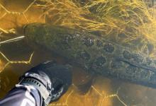 “通灵鱼”？天津男子钓黑鱼后养水里，上千条小黑鱼欲“救母”！结局令人破防！