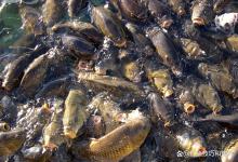 大炮鲤鱼黑坑能不能下竿的判断方法