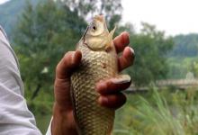 野钓秘籍：掌握钓底与钓浮的黄金法则，让鱼获翻倍！