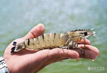 罗氏虾塘口看绿水如何有效处理？罗氏虾水质浓绿怎么处理？涨知识