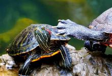 天凉了，龟肠胃拉警报！资深养龟人教你三招救命法，省下千元药钱