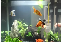 急！鱼缸开缸前期加满水后水体浑浊或者发白怎么处理？新手必看攻略