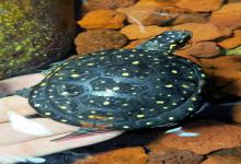 秋季养龟！24度水温是分水岭？喂错前功尽弃，教你一招精准控温喂食