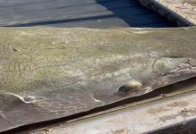 美国男子钓获200斤鳄雀鳝，身上发现疑似带编码的芯片！网友：谁放生的？