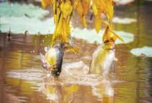 立秋后鱼都藏在这3个地方！用对方法，短竿照样连竿爆护！