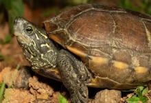 急！乌龟秋季突然拒食、精神萎靡？别慌，一招教你判断病因 科学处理