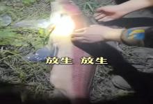 重庆男子深夜钓上二十多斤“水中大熊猫”胭脂鱼，竟转身放生！网友急眼：为啥不带回家吃了？