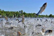 突发鱼翻塘急坏养殖户！鱼为什么要翻塘？鱼塘翻塘怎么处理最有效？