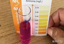 鱼缸亚硝酸盐可以用水培植物清除吗？植物吸收鱼缸中的亚硝酸盐吗？