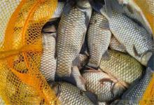 钓鱼佬血压飙升瞬间Top5！第三条是真忍不了！